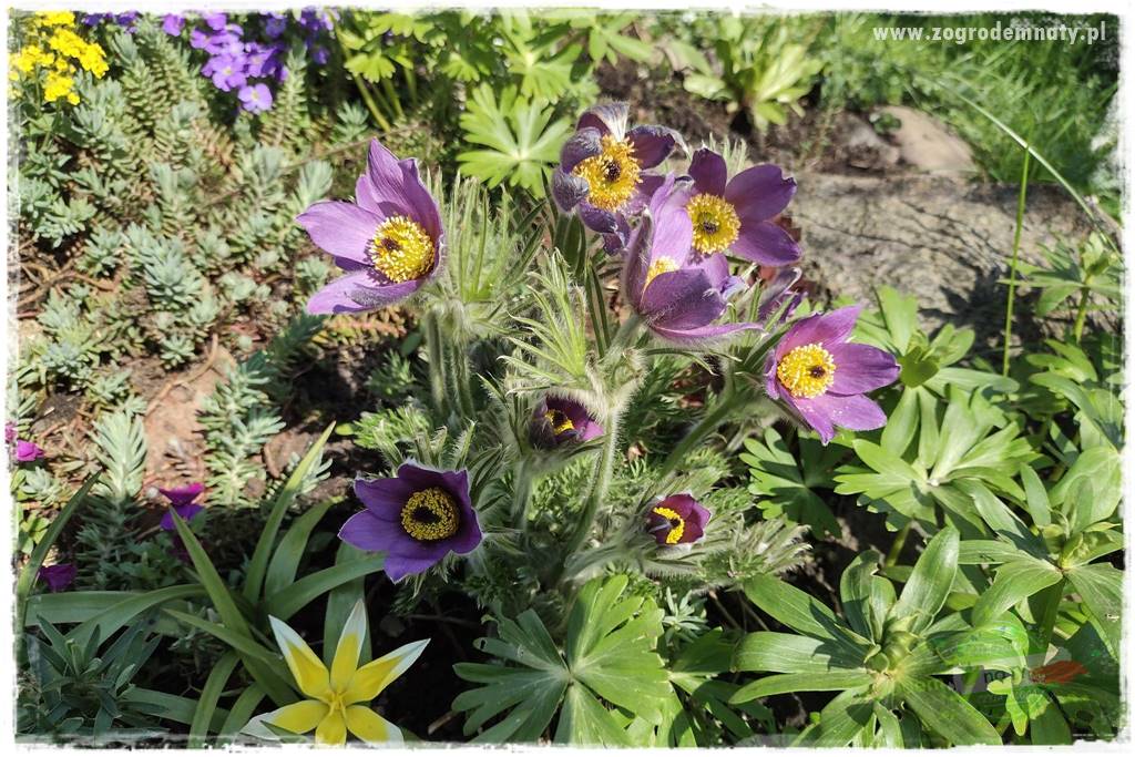 Byliny kwitnące wiosną 14a