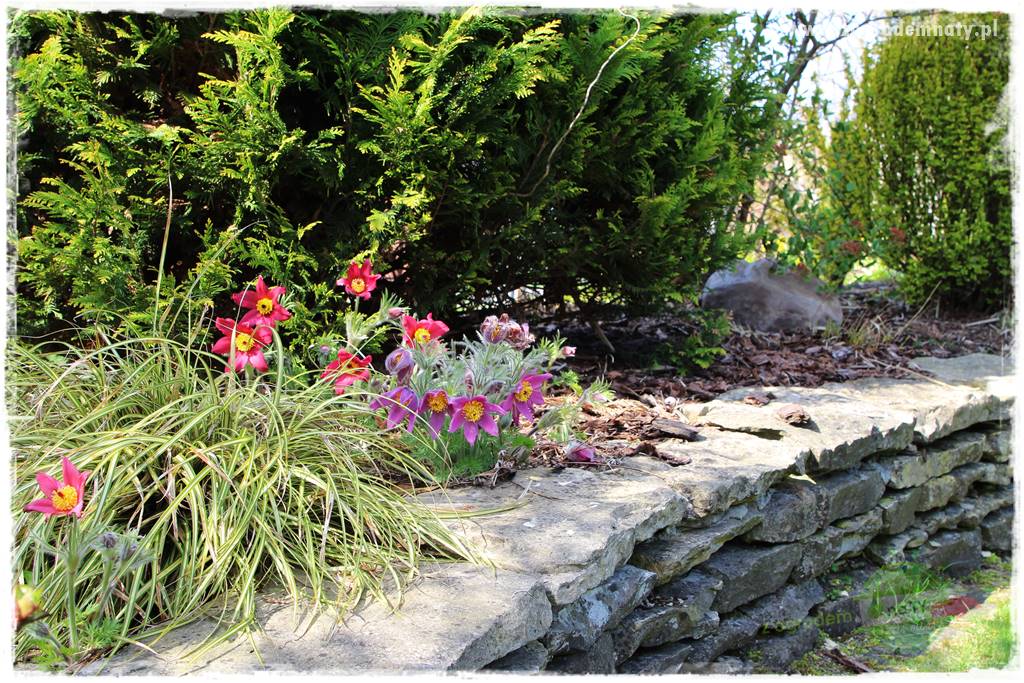 Byliny kwitnące wiosną 15