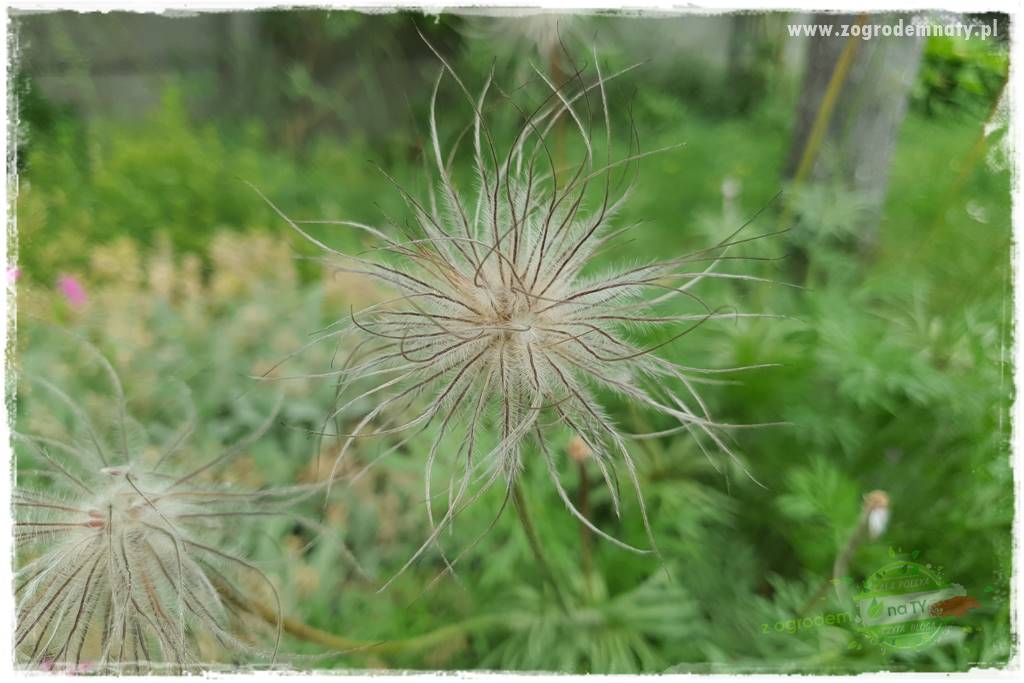 Byliny kwitnące wiosną 16