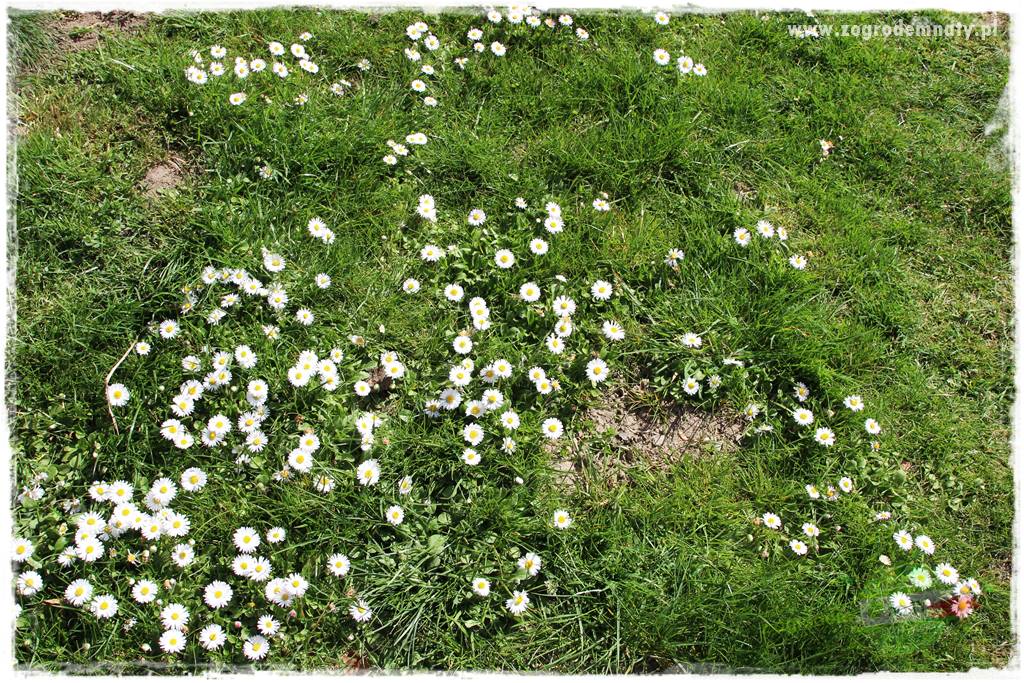 Byliny kwitnące wiosną 18