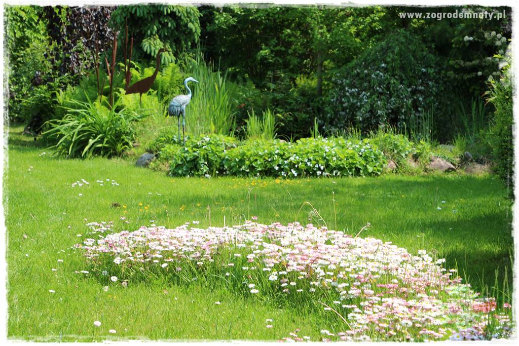 Byliny kwitnące wiosną 19