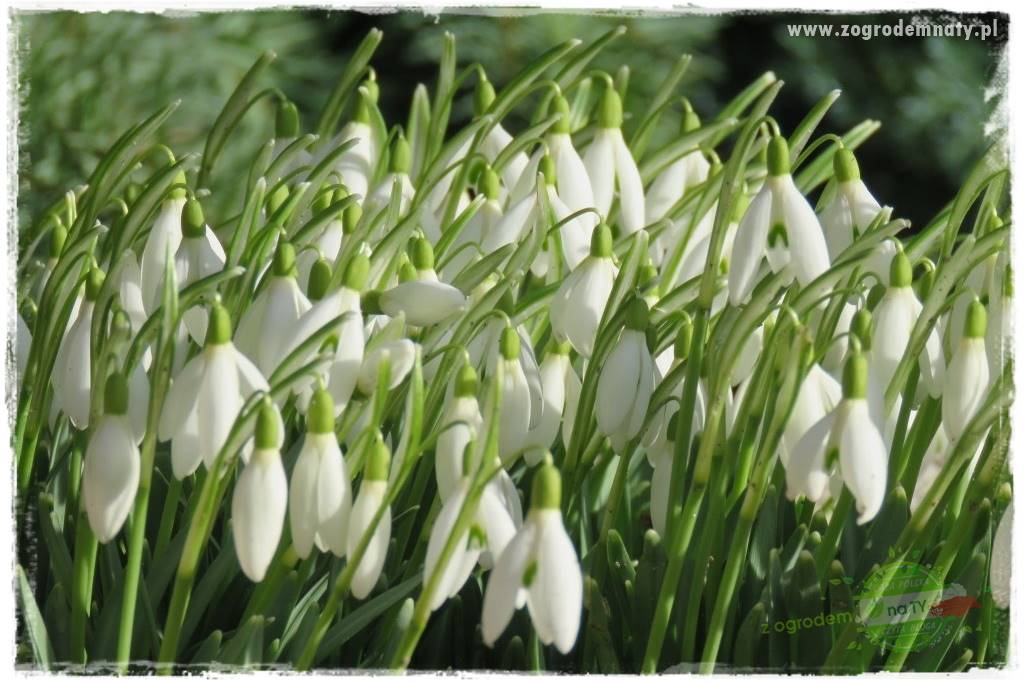 Byliny kwitnące wiosną 2