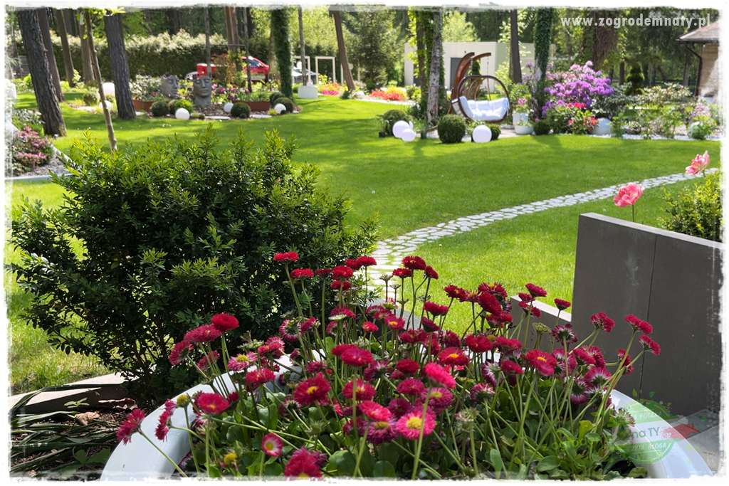 Byliny kwitnące wiosną 20a