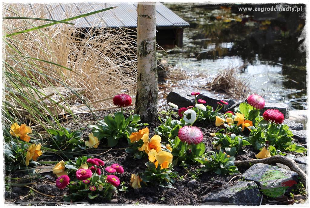 Byliny kwitnące wiosną 21