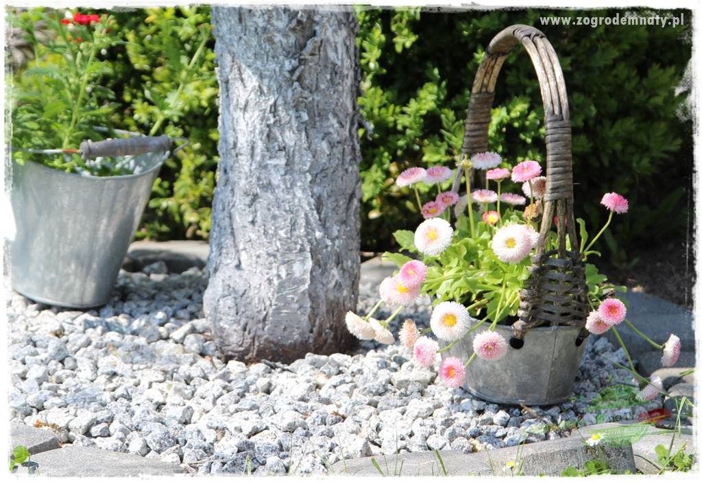 Byliny kwitnące wiosną 22