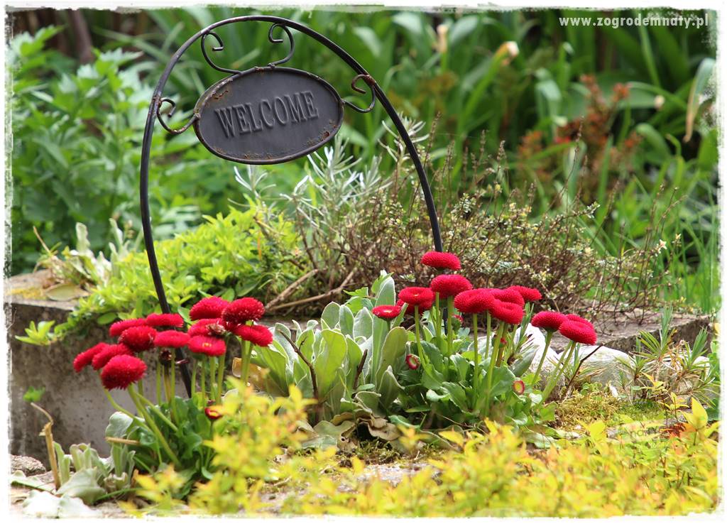 Byliny kwitnące wiosną 23