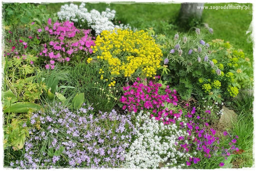 Byliny kwitnące wiosną 24