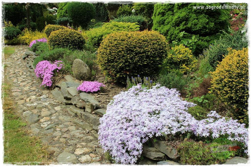 Byliny kwitnące wiosną 26