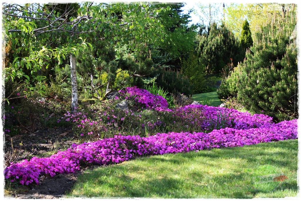 Byliny kwitnące wiosną 27