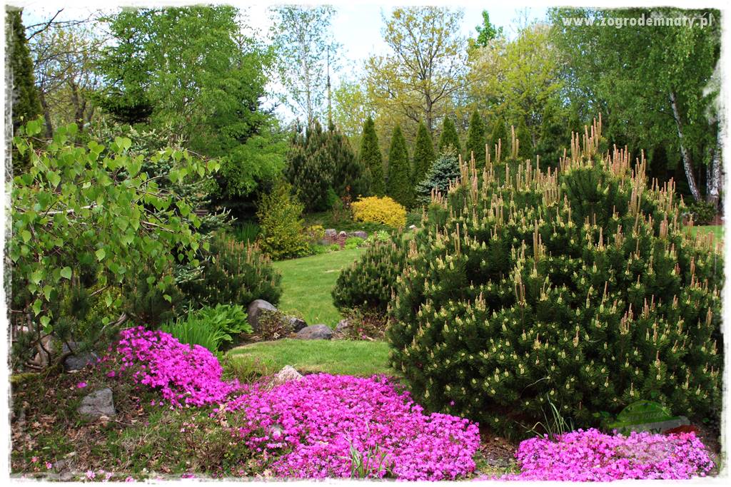 Byliny kwitnące wiosną 29