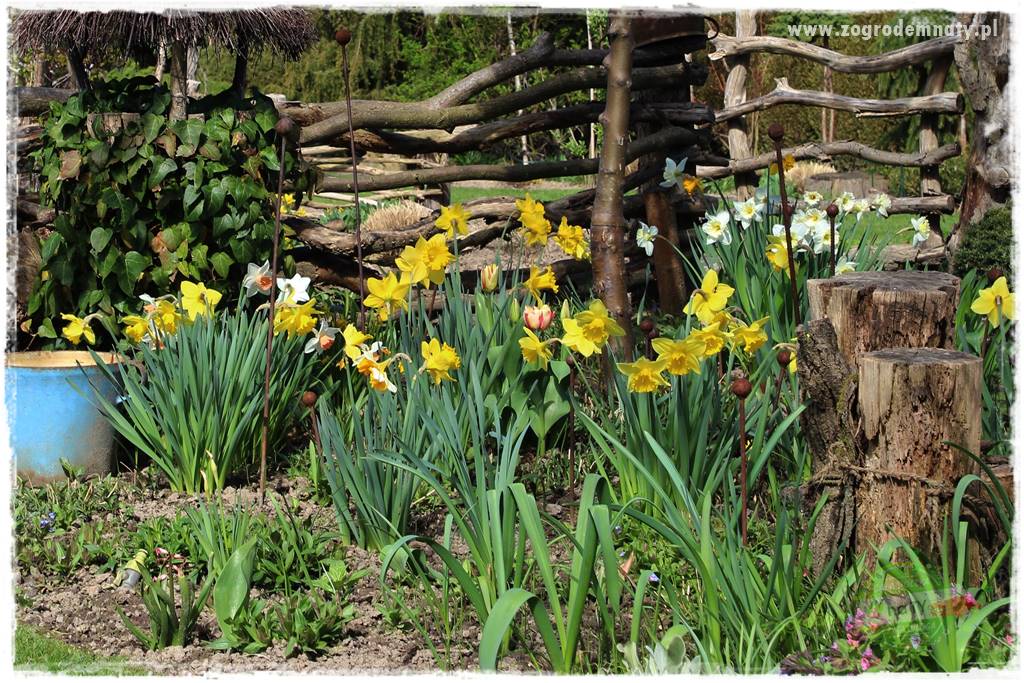 Byliny kwitnące wiosną 2a