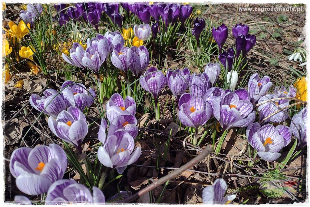 Byliny kwitnące wiosną 2b