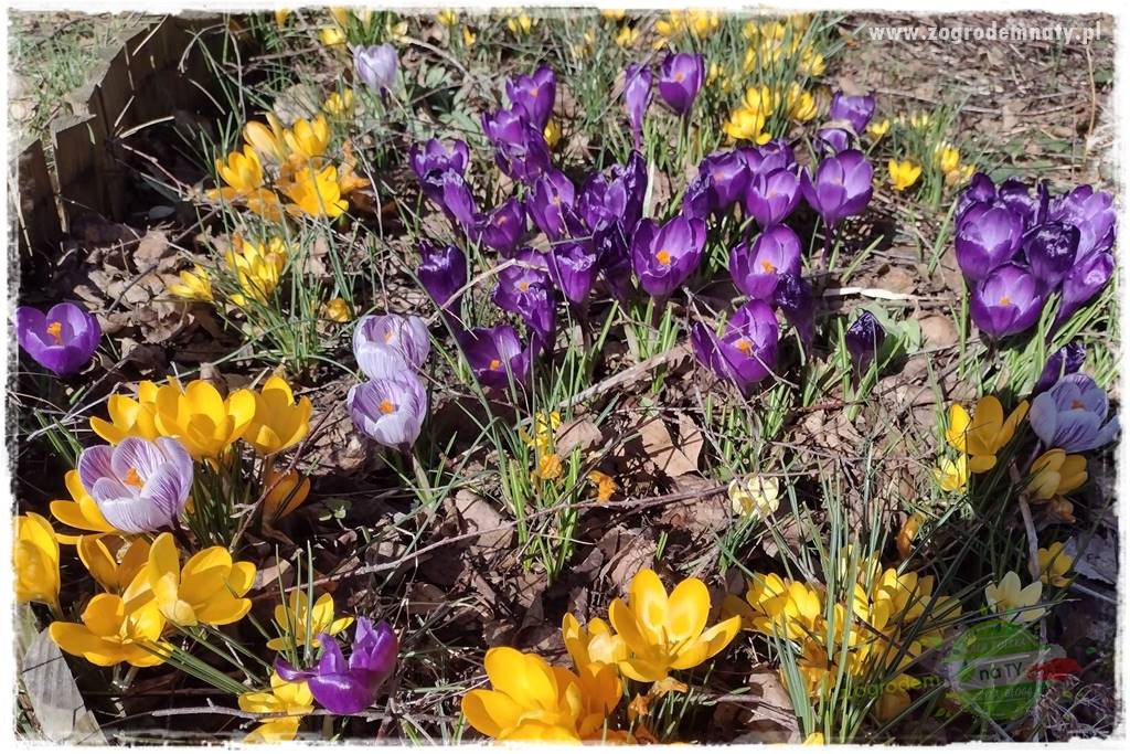 Byliny kwitnące wiosną 2c