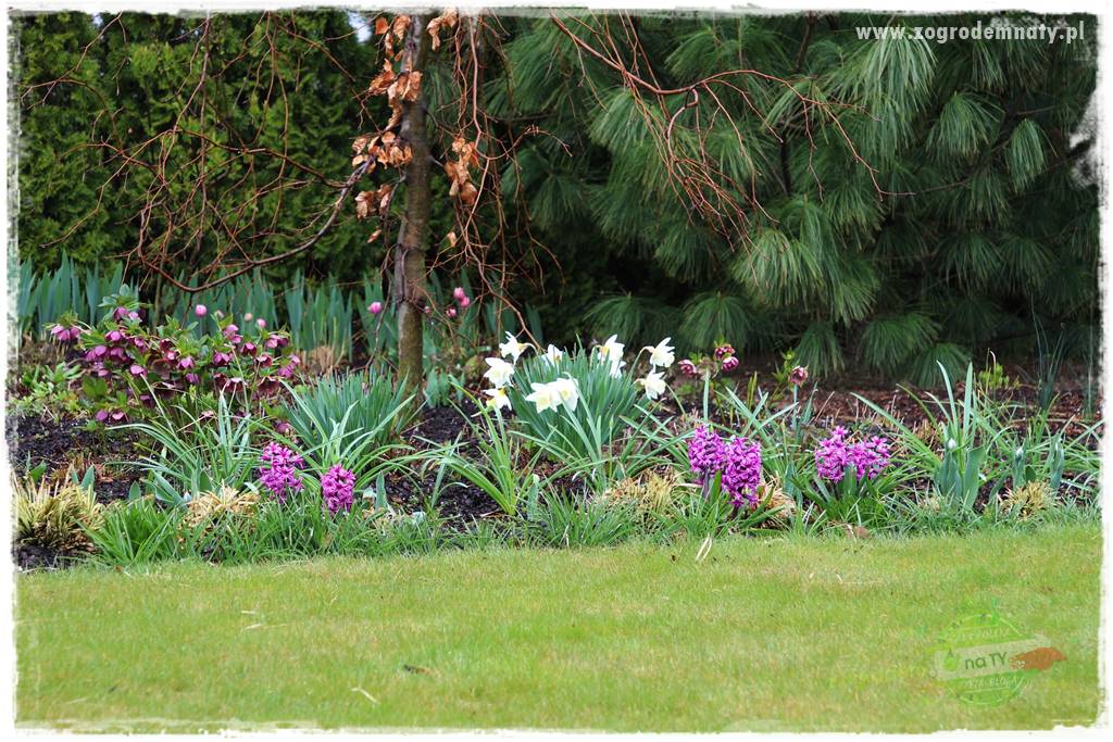 Byliny kwitnące wiosną 3