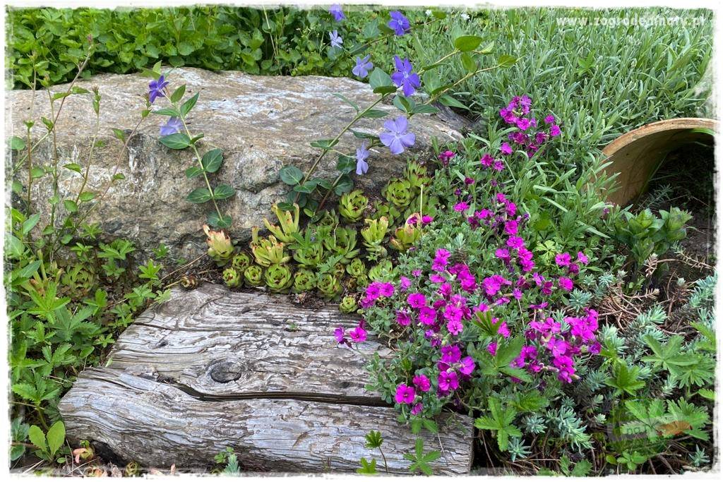 Byliny kwitnące wiosną 31