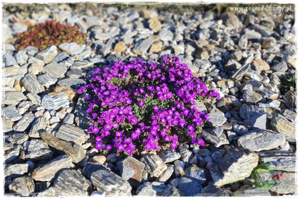 Byliny kwitnące wiosną 32