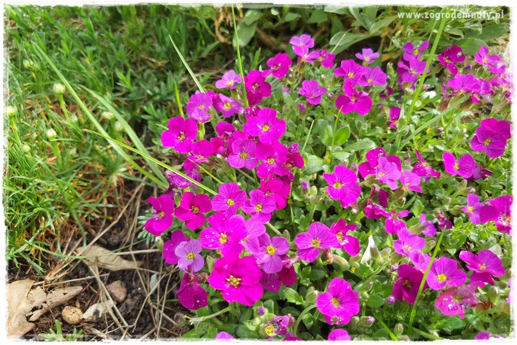 Byliny kwitnące wiosną 33