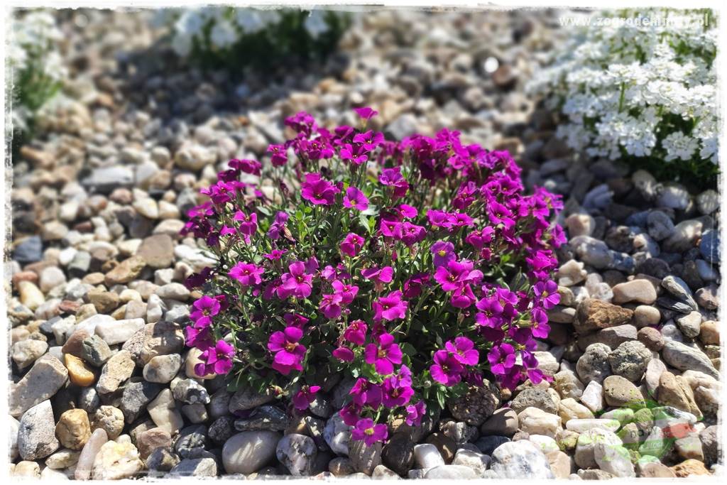 Byliny kwitnące wiosną 34