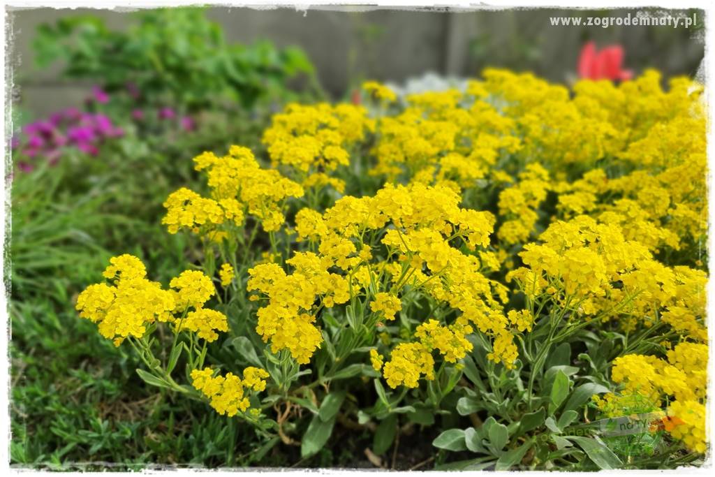 Byliny kwitnące wiosną 35