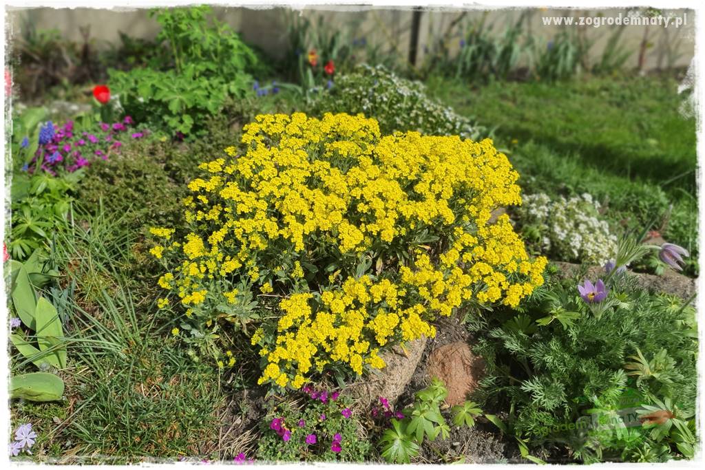 Byliny kwitnące wiosną 36