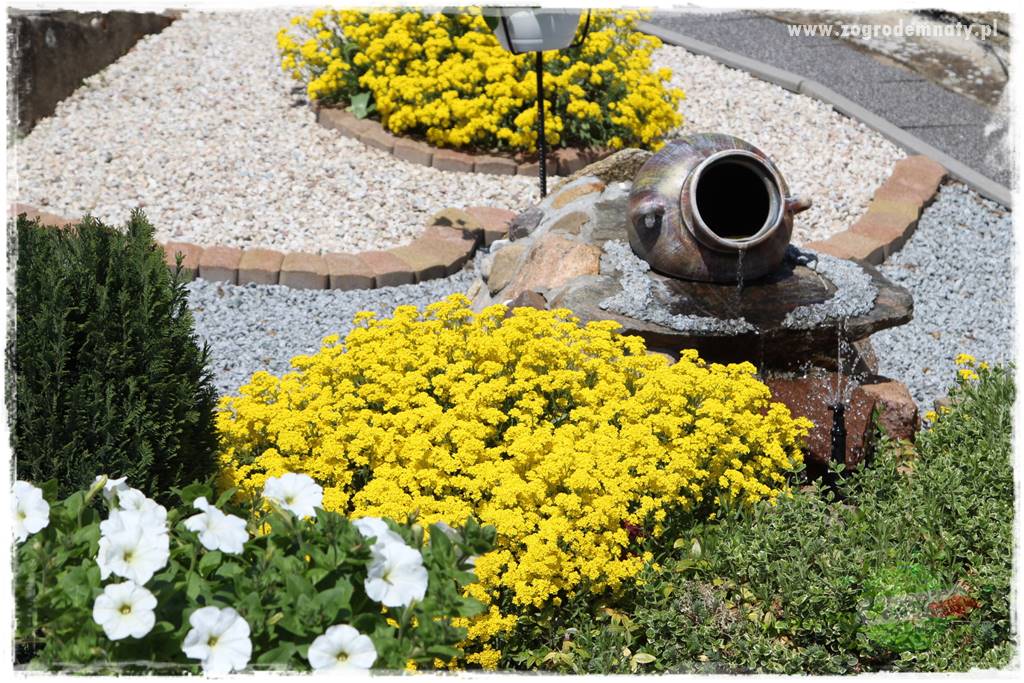 Byliny kwitnące wiosną 37