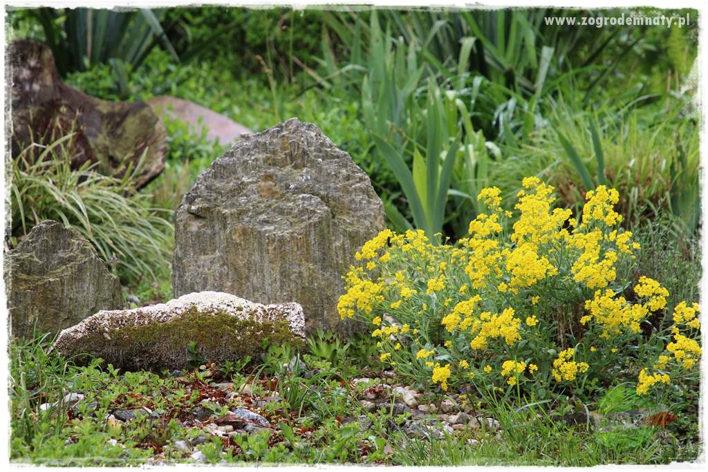 Byliny kwitnące wiosną 38