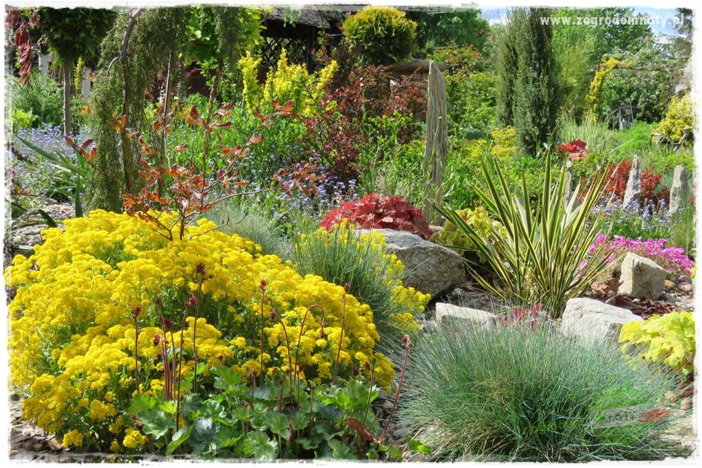 Byliny kwitnące wiosną 39