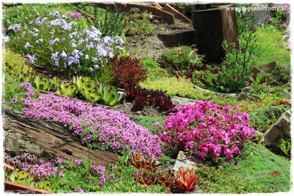 Byliny kwitnące wiosną 3b