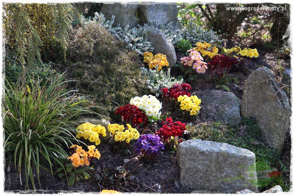 Byliny kwitnące wiosną 4