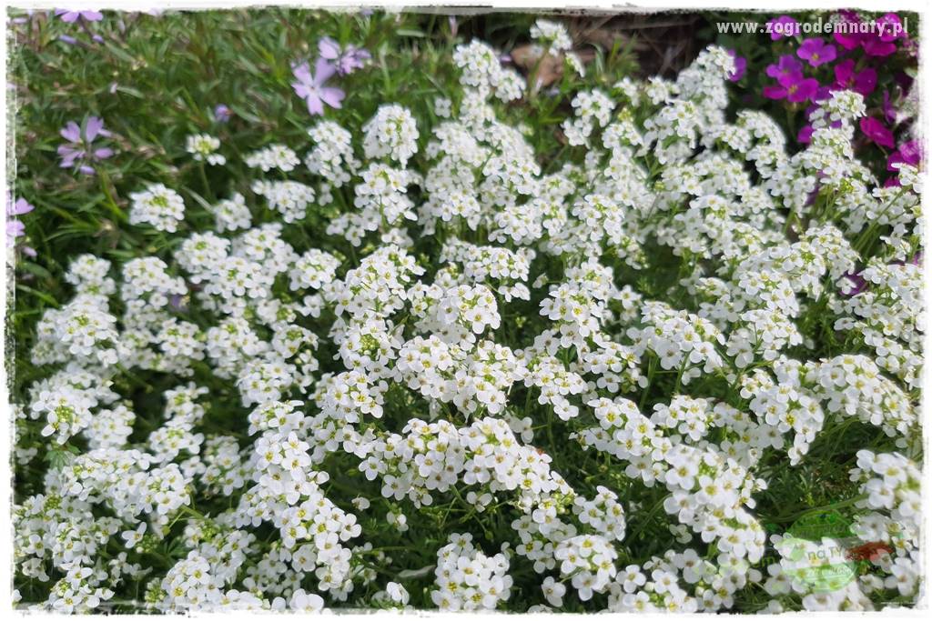 Byliny kwitnące wiosną 40