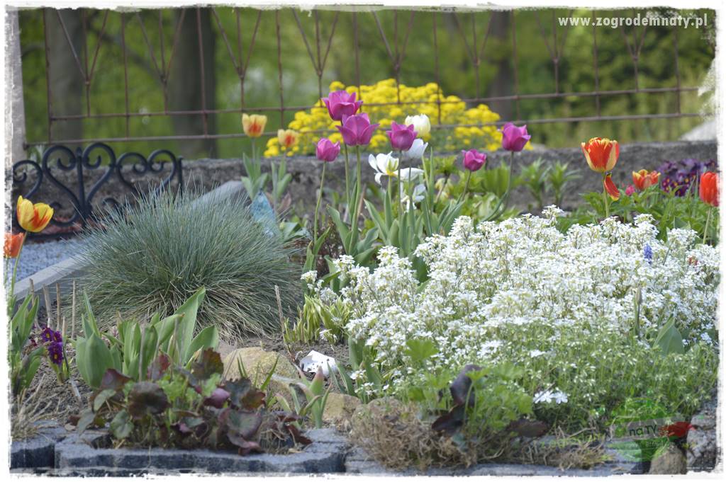 Byliny kwitnące wiosną 41