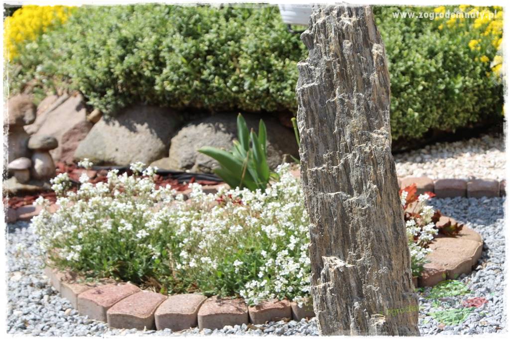 Byliny kwitnące wiosną 42