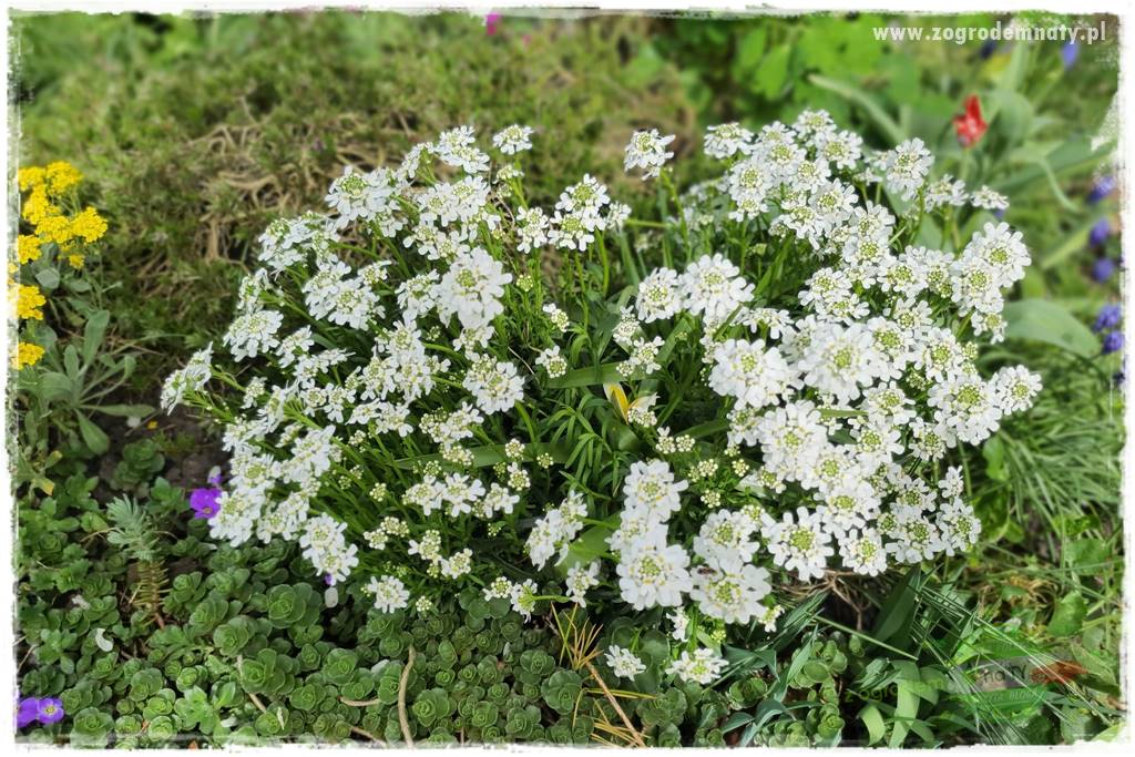 Byliny kwitnące wiosną 43