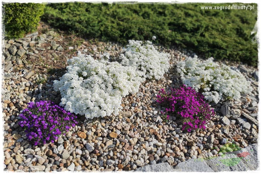 Byliny kwitnące wiosną 45