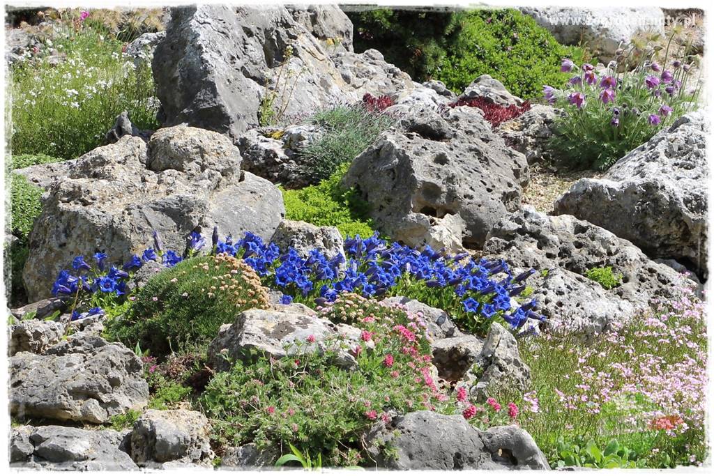 Byliny kwitnące wiosną 46