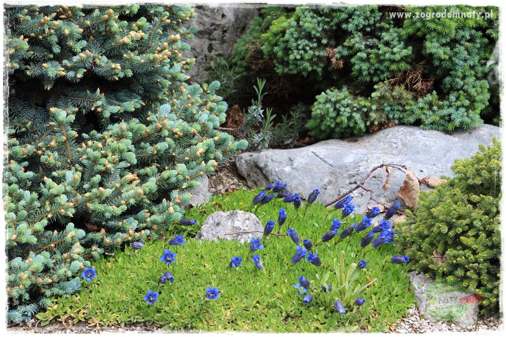 Byliny kwitnące wiosną 47