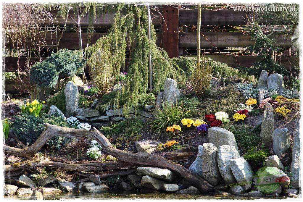 Byliny kwitnące wiosną 5