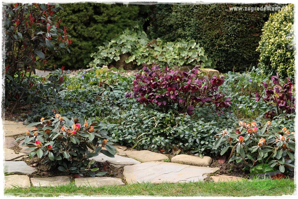 Byliny kwitnące wiosną 50