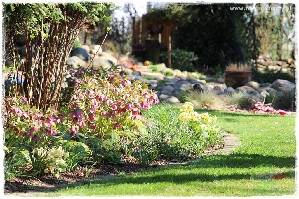 Byliny kwitnące wiosną 51