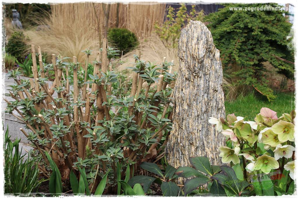 Byliny kwitnące wiosną 52