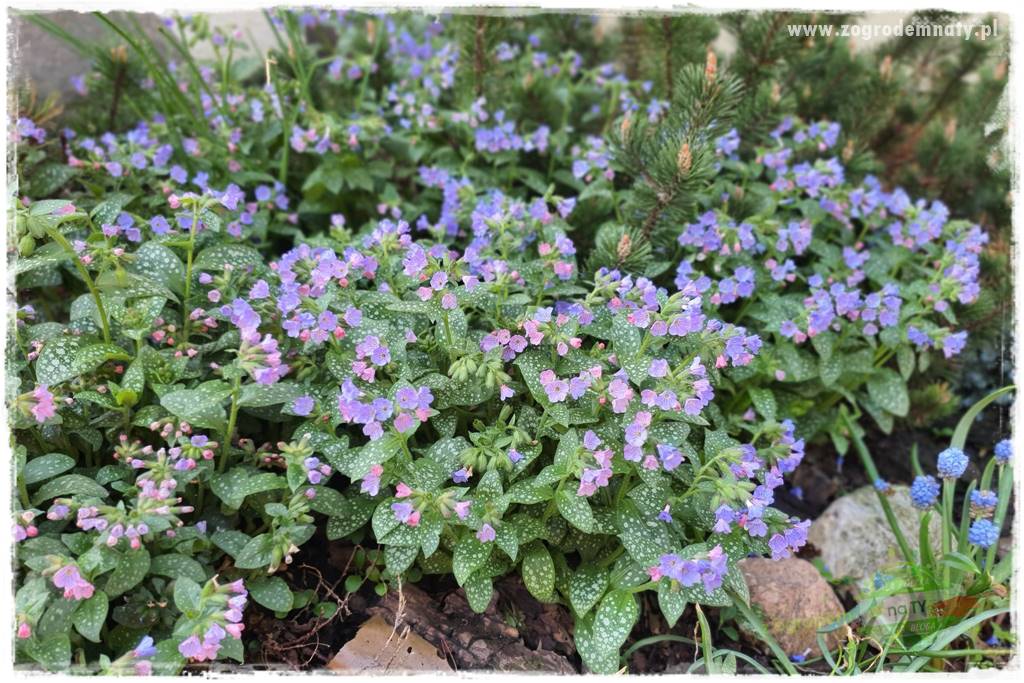 Byliny kwitnące wiosną 53