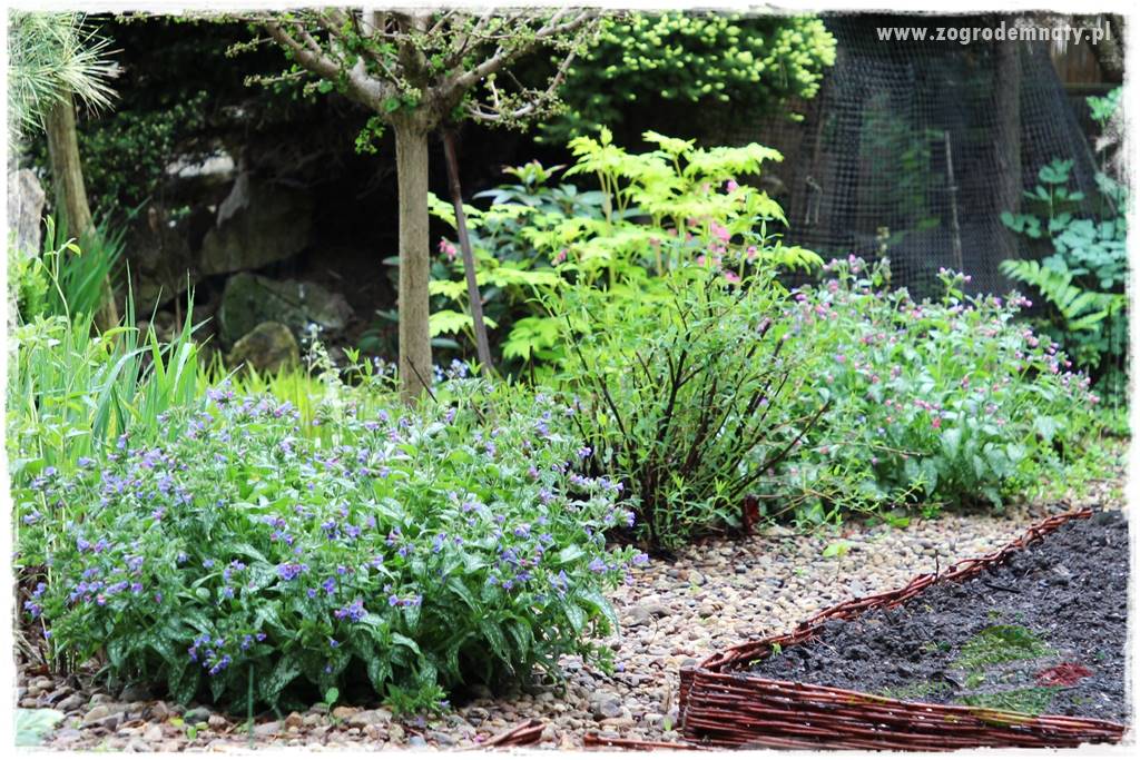 Byliny kwitnące wiosną 54