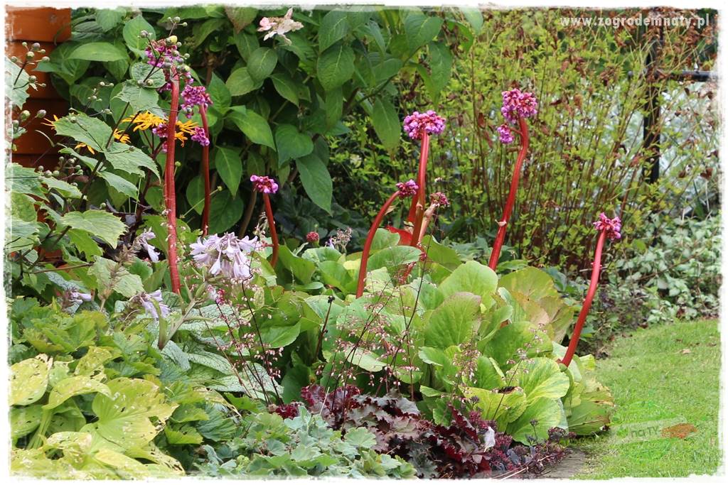 Byliny kwitnące wiosną 55