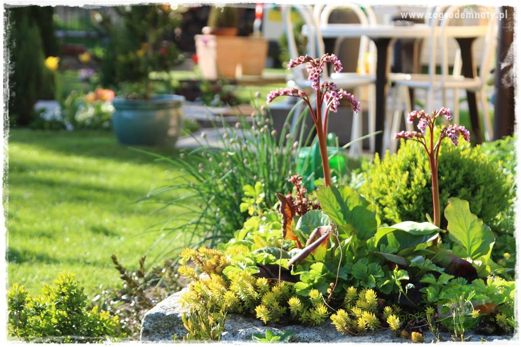 Byliny kwitnące wiosną 57