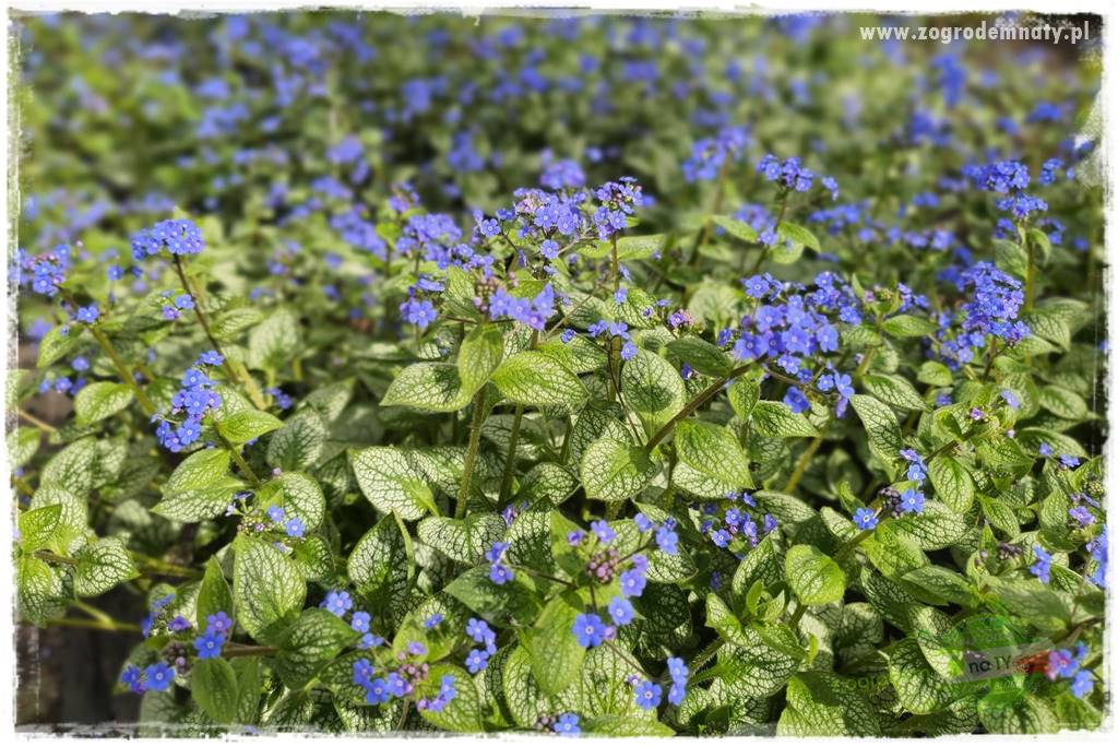 Byliny kwitnące wiosną 58