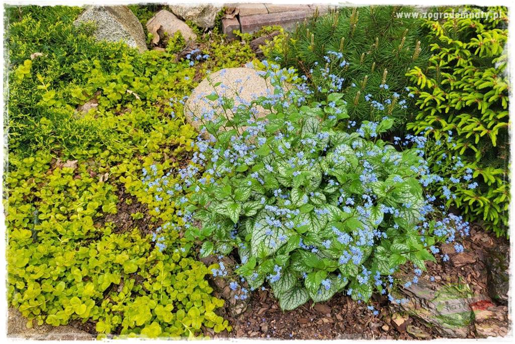 Byliny kwitnące wiosną 59