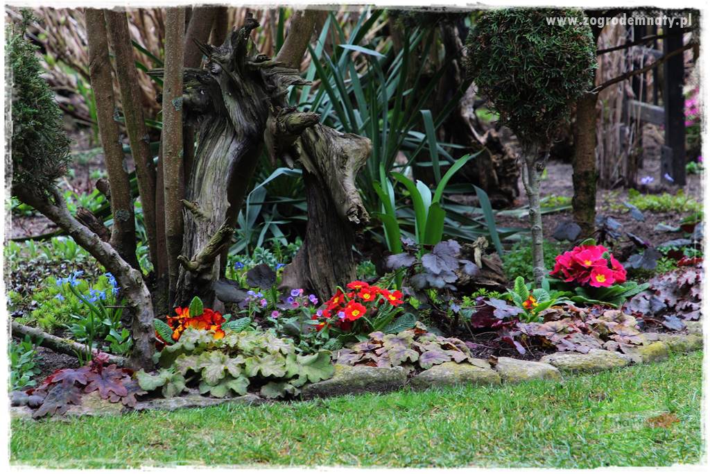 Byliny kwitnące wiosną 6