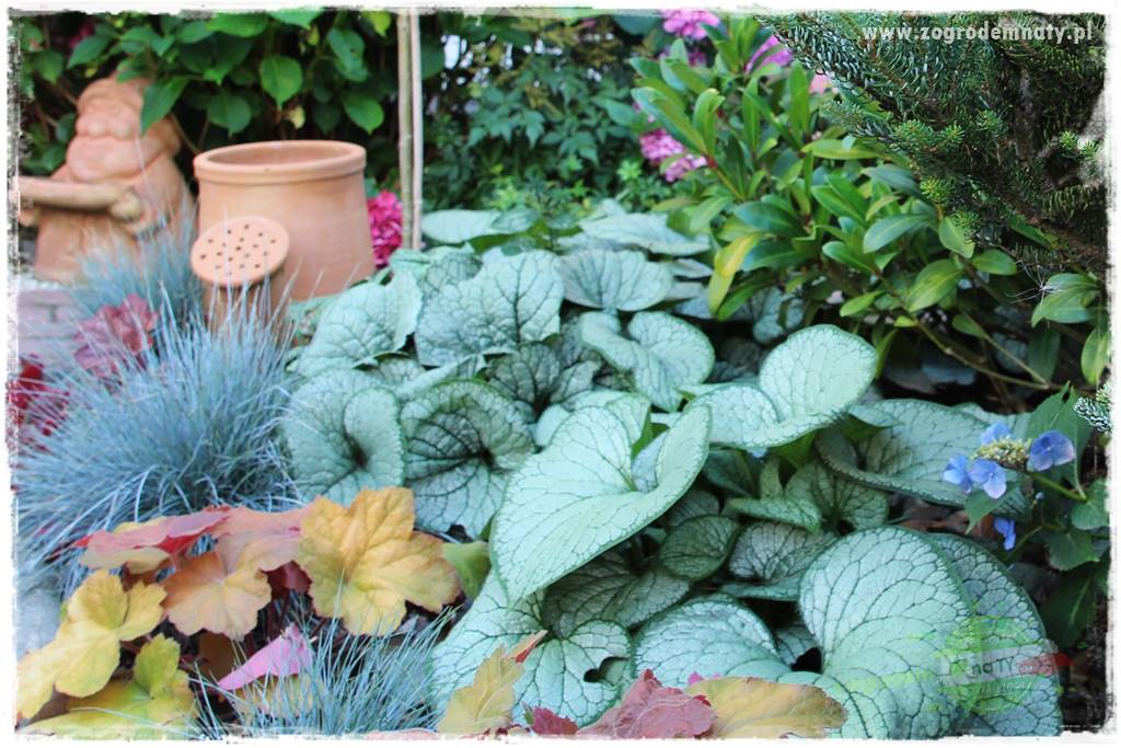 Byliny kwitnące wiosną 61