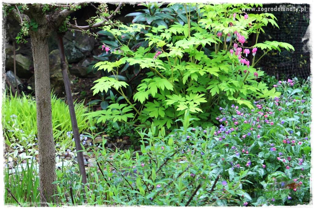 Byliny kwitnące wiosną 62