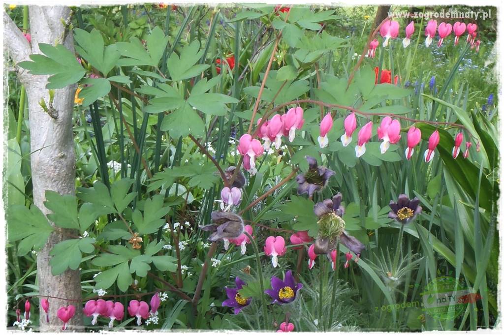 Byliny kwitnące wiosną 63